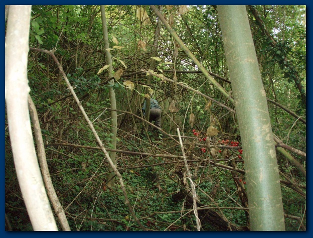 600x449 pixels (188K)